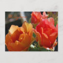 Search for prickly postcards Pear