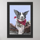 Search for heeler posters Animal