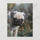 Search for headshot postcards Puppy