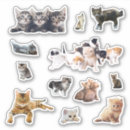 Search for cat in a box stickers Kitten