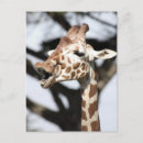 Search for giraffe face postcards Africa