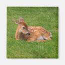 Search for fawn magnets Nature