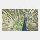 Search for peacock green stickers Birds