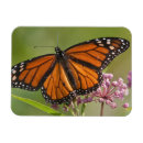 Search for monarch butterfly magnets Garden