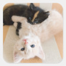 Search for black and white kitten stickers Cat