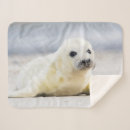 Search for seal blankets Animals