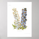 Search for delphinium art Flowers