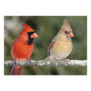 Search for red pair posters Cardinal