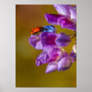 Search for life lady art Flower