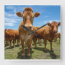 Search for farm clocks Cattle