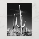 Search for saguaro cactus postcards Arizona