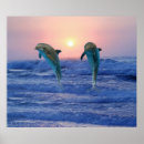 Search for love dolphins posters Nature