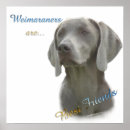Search for weimaraner art Breed