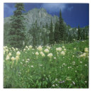 Search for beargrass Flower