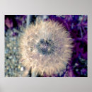 Search for dandelion posters Dreamy