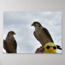 Search for birds of prey posters Hawks