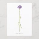 Search for cornflower postcards Blue