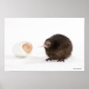 Search for kiwi art animals