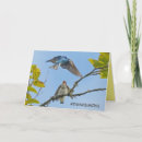 Search for swallows cards Summer