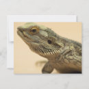 Search for for with beards postcards Reptile