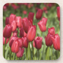 Search for 4 coasters Red