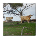 Search for highland tiles Cattle