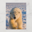 Search for steve kazlowski postcards Fauna