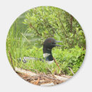 Search for loons magnets Nature