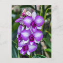 Search for white orchid postcards Purple