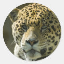 Search for jaguar stickers Nature