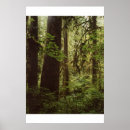 Search for rain forest posters Landscape