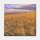 Search for barley magnets Wheat