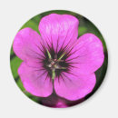 Search for geranium magnets Floral