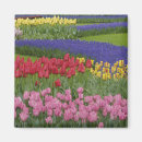 Search for blossom square magnets Design