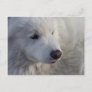 Search for samoyed dog postcards Spitz