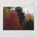 Search for colourful trees postcards Fall