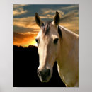 Search for buckskin horse posters Equine