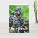 Search for poodle birthday cards Canine