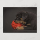 Search for baby kids postcards Pet