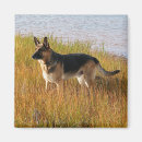 Search for pure magnets Dog