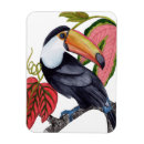 Search for toucan magnets Palm leaves