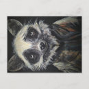 Search for racoons postcards Nature