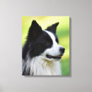 Search for border collie dog canvas prints Black