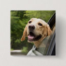 Search for labrador badges Cute