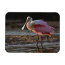 Search for darling magnets Bird