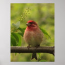 Search for finches posters Animal