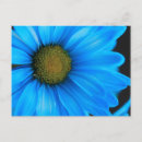Search for daisy blue postcards Flowers
