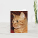 Search for tabby cat cards Orange
