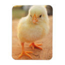 Search for chick 1 magnets Animal