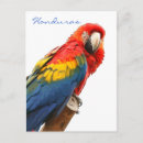 Search for honduras postcards Animal